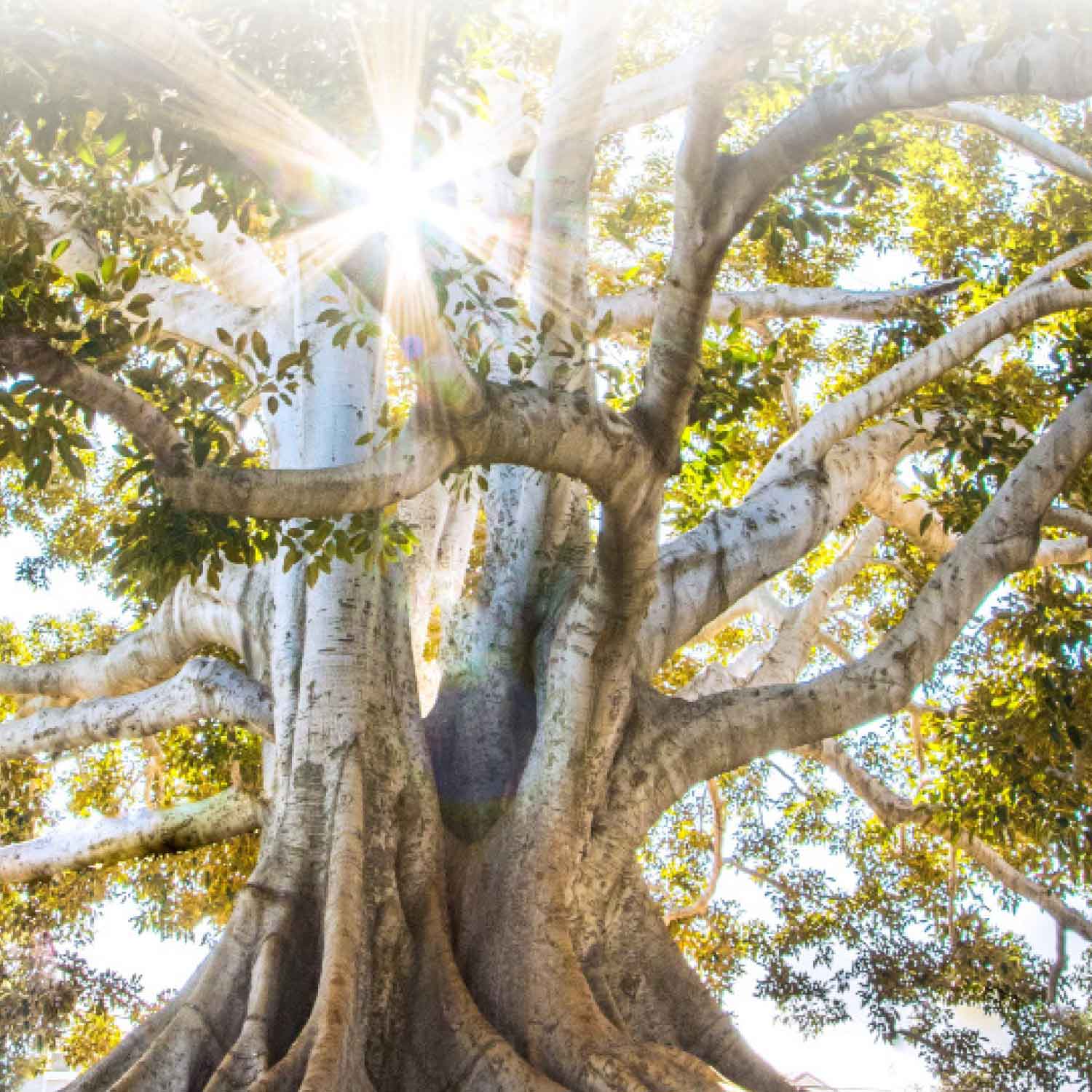 Onoranze Funebri Donadel